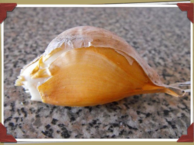 Ajo enorme Ajo enorme